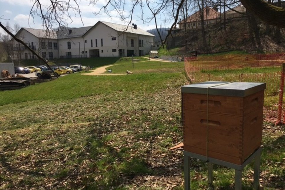 Die Mobile Haus-Krankenpflege Kröber hat jetzt an den Standorten in Zittau (2) und Hainewalde jeweils ein Bienenvolk im Garten. Foto: Claudia Hesse
