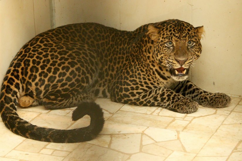 Leopard Sawala, Zootier des Jahres. Foto: Naturschutz-Tierpark Görlitz e.V.