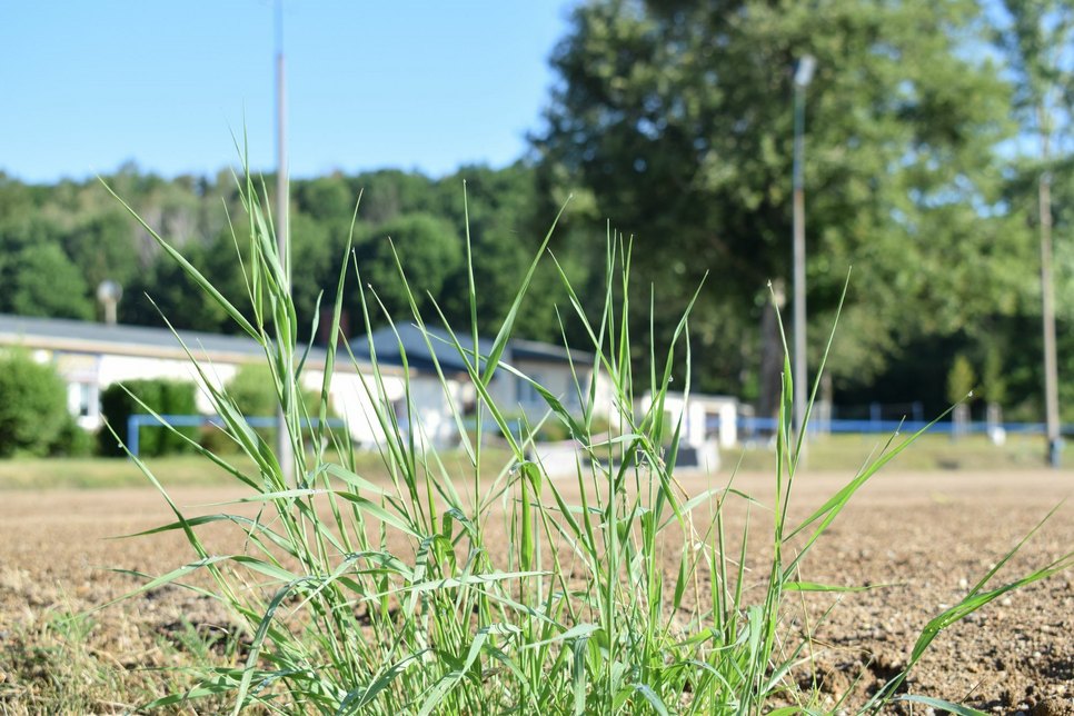 Es wächst und gedeiht auf den Sportplatz des SV Schmölln. Spätestens in einem Jahr soll der Platz bespielbar sein. Foto: Sandro Paufler