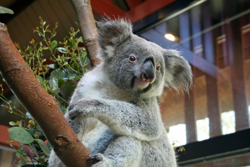 Koala-Dame Sydney (2) kommt am 16. April in Dresden an. Foto: Olaf Lohnitz / Zoo Dresden