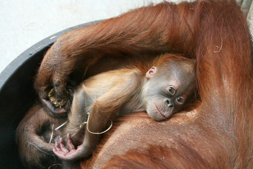 Orang-Utan Dodi im Alter von 2 Monaten (Foto: PR/Zoo Dresden)