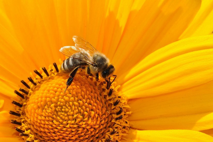 Die Rolle der Bienen wird zum Aktionstag u.a. in einem Vortrag näher beleuchtet.