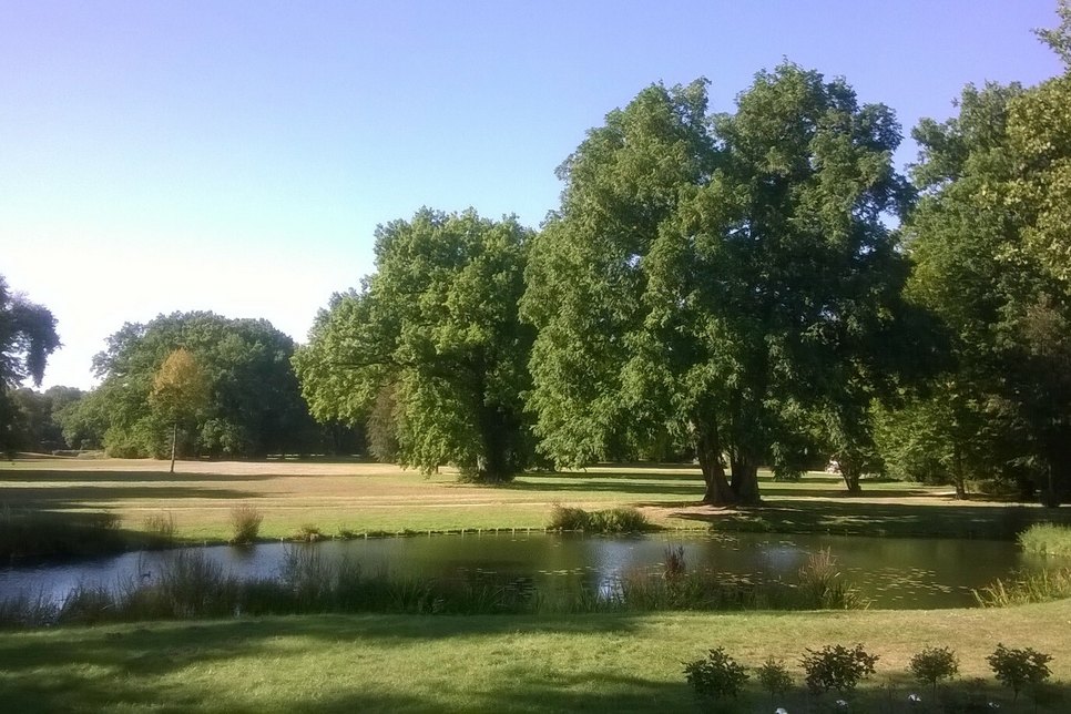 Baumgruppen im Branitzer Park, Blick von der Schlossterrasse. Foto: Lew.