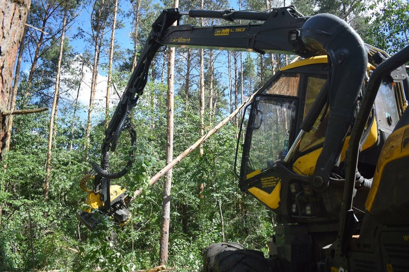 Mit schwerem Gerät werden die betroffenen Bäume aus dem Waldstück entfernt.