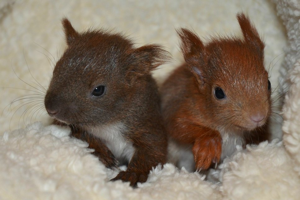 Rote und schwarze Europäische Eichhörnchen können aus einem Wurf stammen. Fotos: 1 (privat), 2, 3 und 4 (Gräfe)