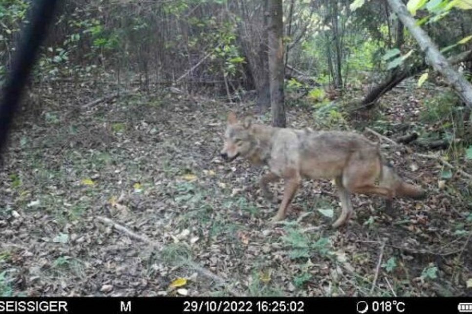 Um das Gehege in Krappe werden immer wieder Wölfe gesichtet. Hier  im Oktober 2022 in einem Wald nahe dem Damwildgehege.