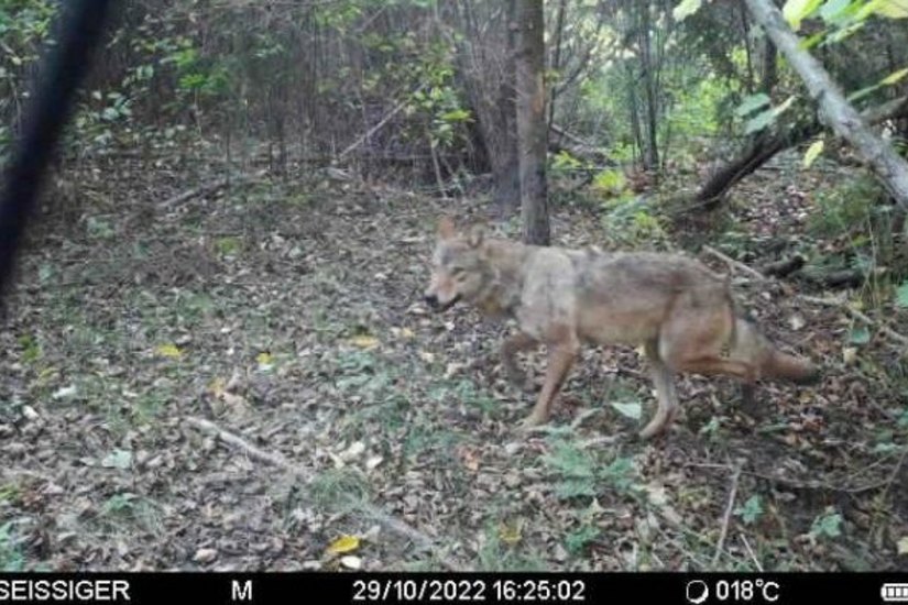 Um das Gehege in Krappe werden immer wieder Wölfe gesichtet. Hier  im Oktober 2022 in einem Wald nahe dem Damwildgehege.