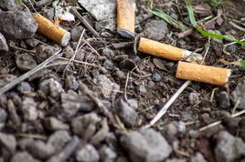 Überall in Dresden findet man weggeworfene Zigarettenkippen.  Foto: Pixabay