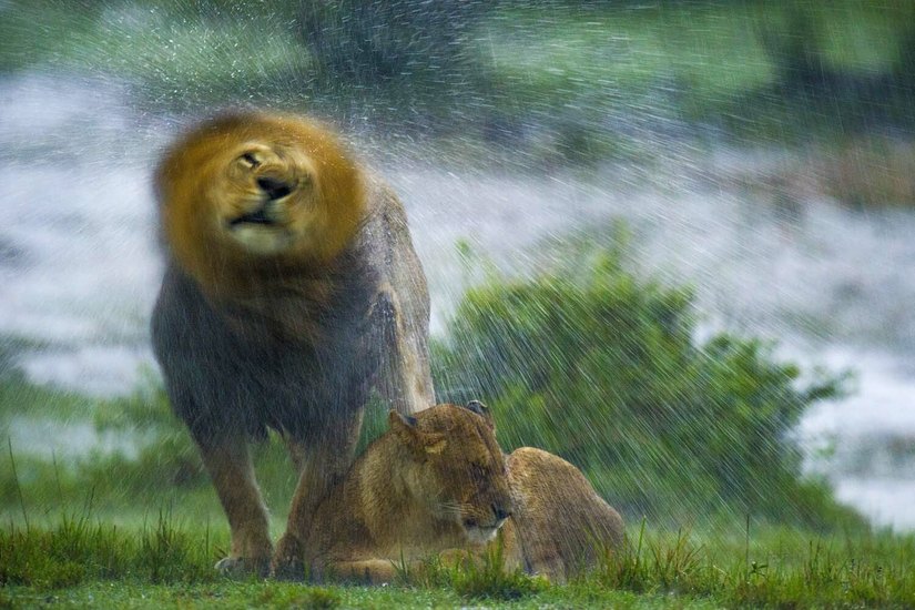 Löwenliebe im Regen. Foto: GDT ENJ 2015, © Jon Langeland