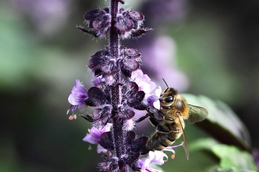Bienen gehören wie viele andere Insekten zu den wichtigen Bestäubern des Ökosystems auf diesem Planeten. Hier nascht eine Biene an einer Salbeiblüte. Foto: Peter Becker