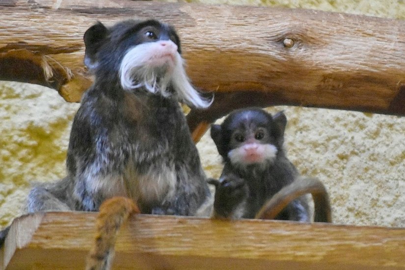 Mama mit einem Kind. Dass  sie Drillinge bekam und alle drei gesund und munter sind, ist für den Zoo Dresden eine kleine Sensation, denn Drillingsgeburten sind bei dieser Affenart sehr selten.                                        Fotos (3): Mike Schiller