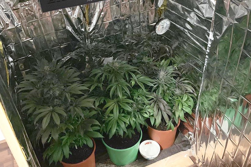 In einem Schrank fanden die Polizisten mehrere Cannabispflanzen. Foto: Polizei