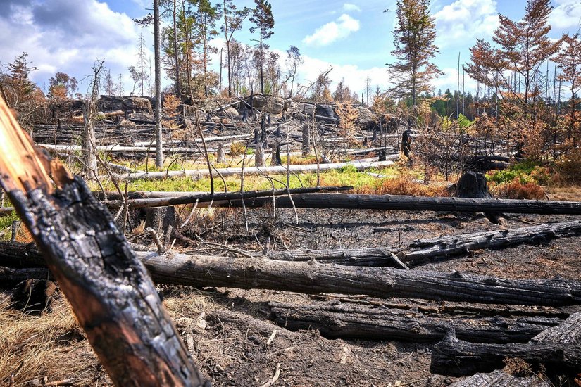 Bild der Zerstörung nach dem verheerenden Waldbrand im Nationalpark im Sommer 2022.