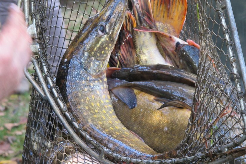 Anfischen im Spreewald: Da zappeln die Fische im Netz. Foto: Nicole Kroeher
