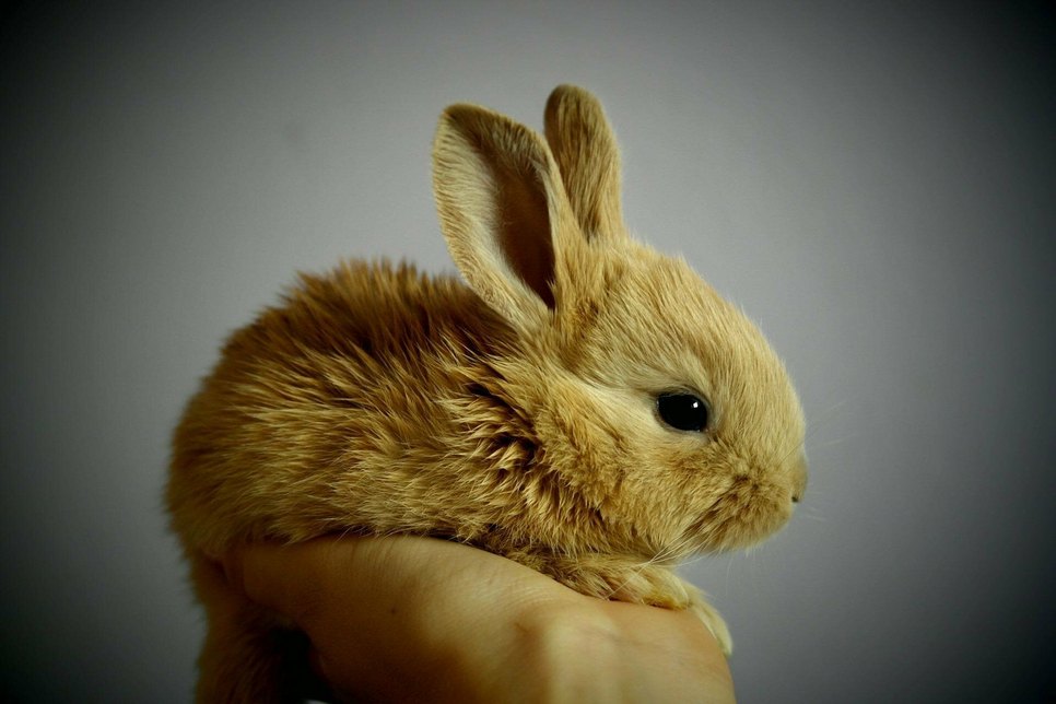 Am 13. und 14. August lockt eine Kaninchenausstellung nach Weinböhla.