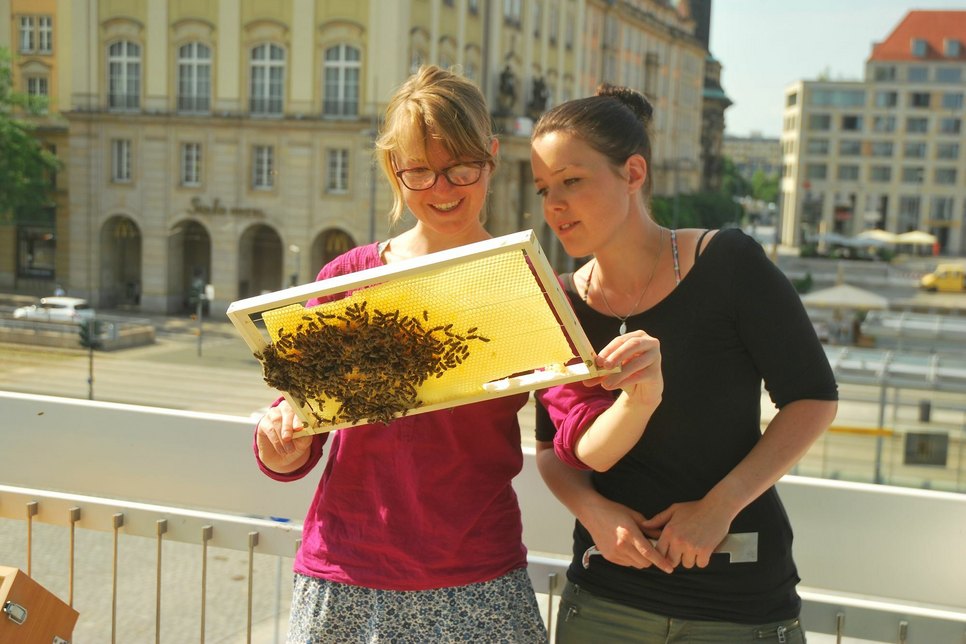 Susanne Handrick (li) und Lisa Becker vom Imkerverein Dresden brachten heute (6. Juli) die Bienenbeuten mit den 