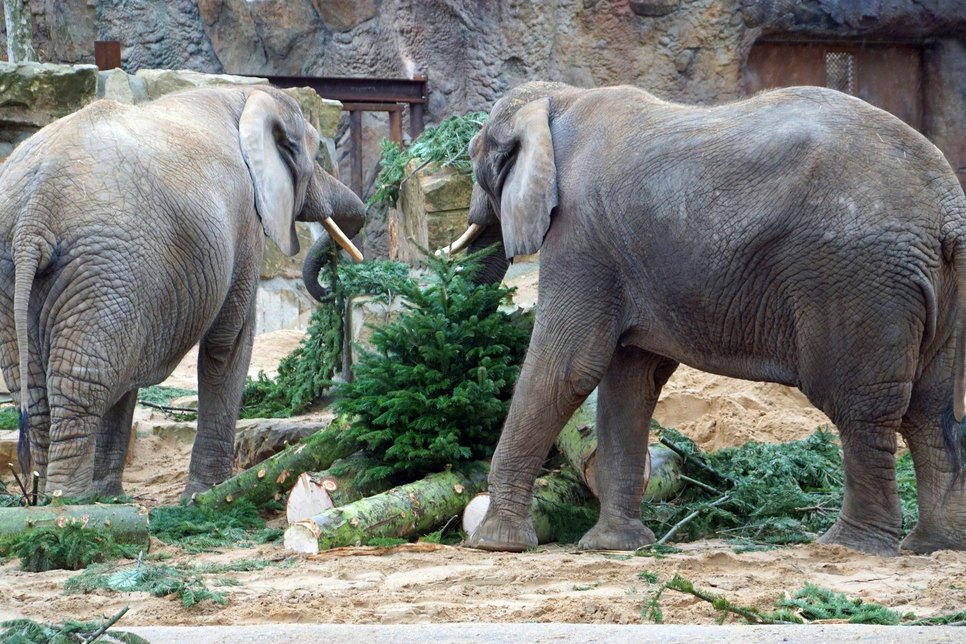Mogli und Drumbo mit der WTC-Tanne. Foto: Zoo Dresden/Katrin Kretschmer