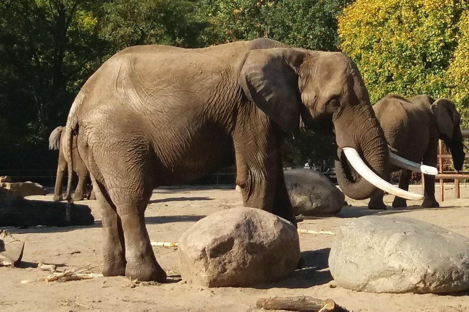Elefantenbulle Tembo / Foto: Zoo Dresden / Ronny Moche