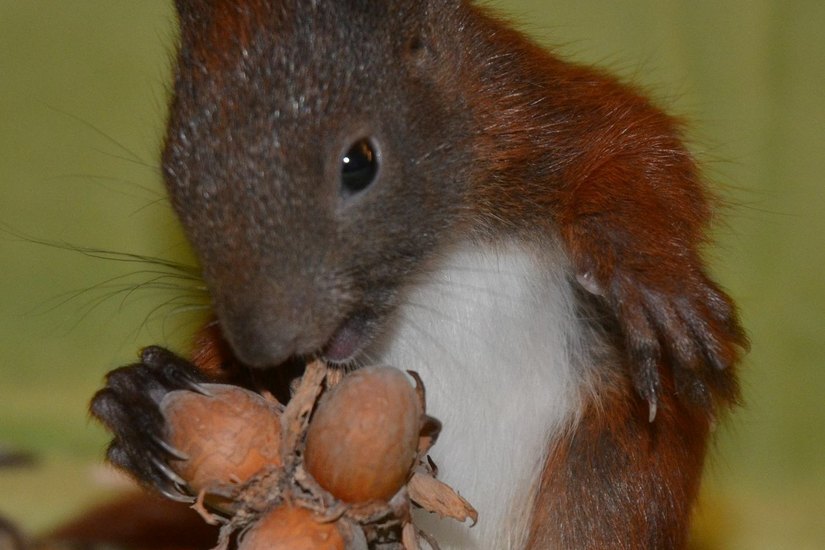 Die größeren Hörnchen freuen sich über Nüsse...
