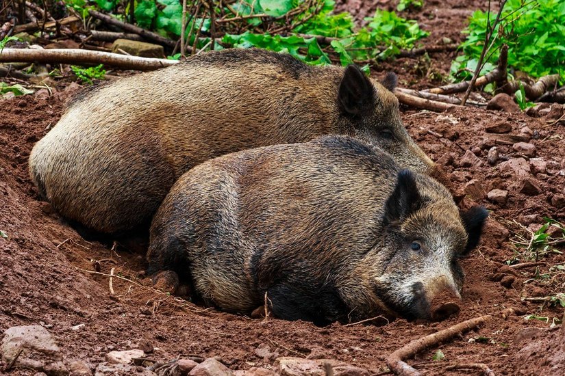 Die 19 Wildschweine im Moritzburger Wildgehege werden jetzt fachmännisch erlegt. Foto: pixabay