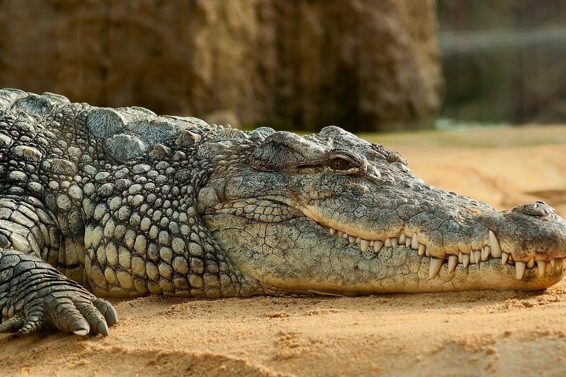 Krokodile haben wichtige Funktionen für die Umwelt, daher stehen sie in desem Jahr Blickfeld der Kampagne der Zoologischen Gesellschaft für Arten- und Populationsschutz (ZGAP). Foto: pixabay