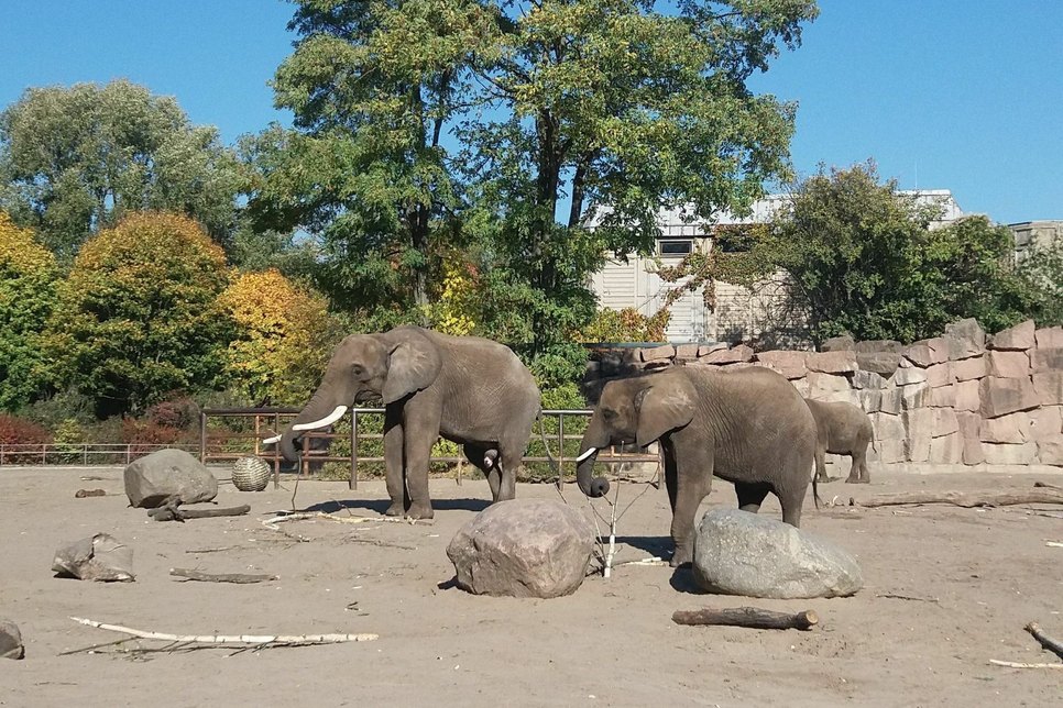 Elefantenbulle Tembo (li.) / Foto: Zoo Dresden / Ronny Moche