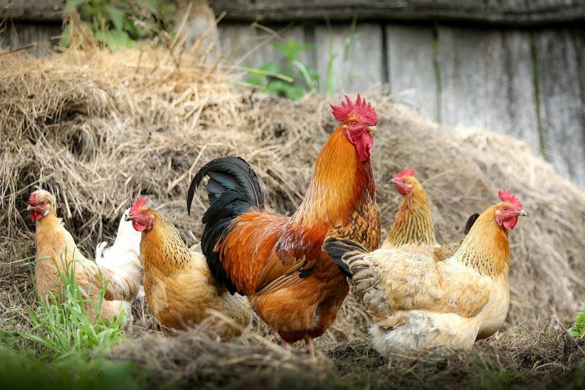 Hausgeflügel-Bestände sind ganzjährig durch die Vogelgrippe gefährdet.