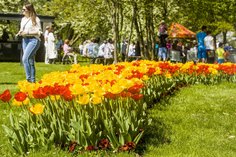 Das Luckauer Tulpenfest am 14. April im Laga-Park.