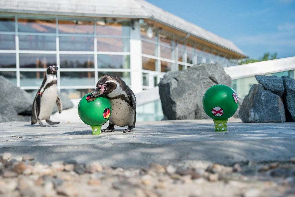 Pinguin Flock tippt auf Deutschland. Fotos: Spreewelten GmbH