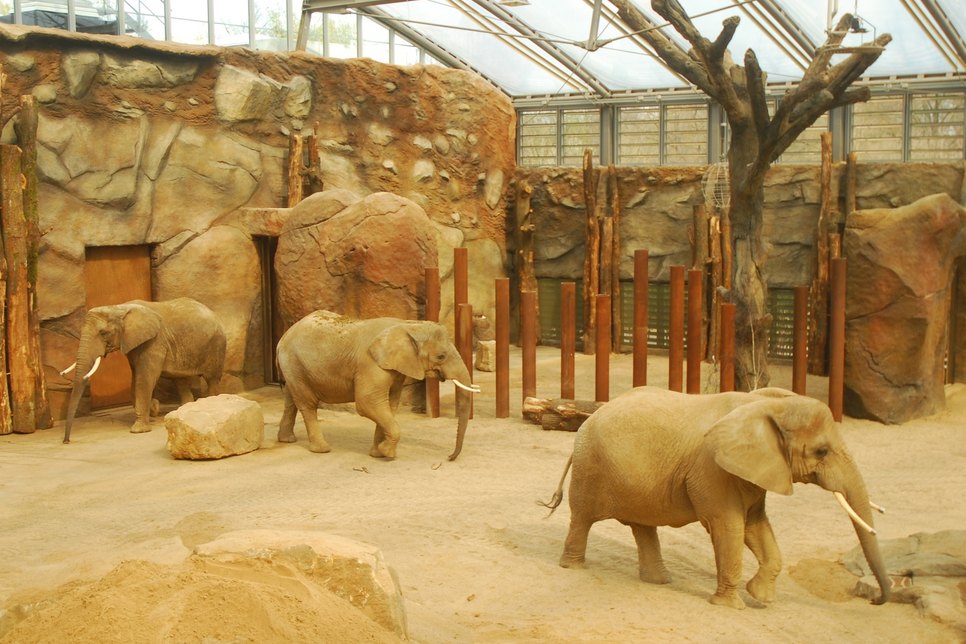 Die drei Elefantenkühe Drumbo, Mogli und Sawu finden das neue Haus ganz toll.