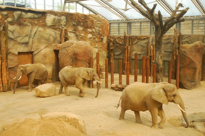 Die drei Elefantenkühe Drumbo, Mogli und Sawu finden das neue Haus ganz toll.
