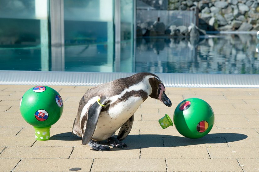 Pinguin Flocke bleibt Deutschland-Fan. Foto: Spreewelten GmbH