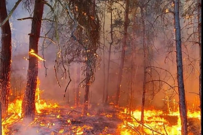 Erst vor wenigen Wochen hat der Flächenbrand in der Gohrischheide einen Millionenschaden verursacht. Da sich die trockene Wetterlage nicht geändert hat, verbietet jetzt das Landratsamt Meißen, das Betreten der Wälder.