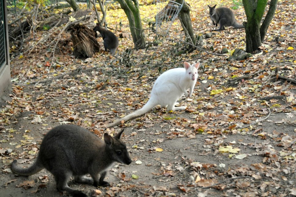 Fünf Kängurus leben jetzt im Riesaer Tierpark. Besonders auffällig ist Knut. Er ist das einzige Tier mit weißem Haarkleid in der Gruppe. Fotos: Kraemer
