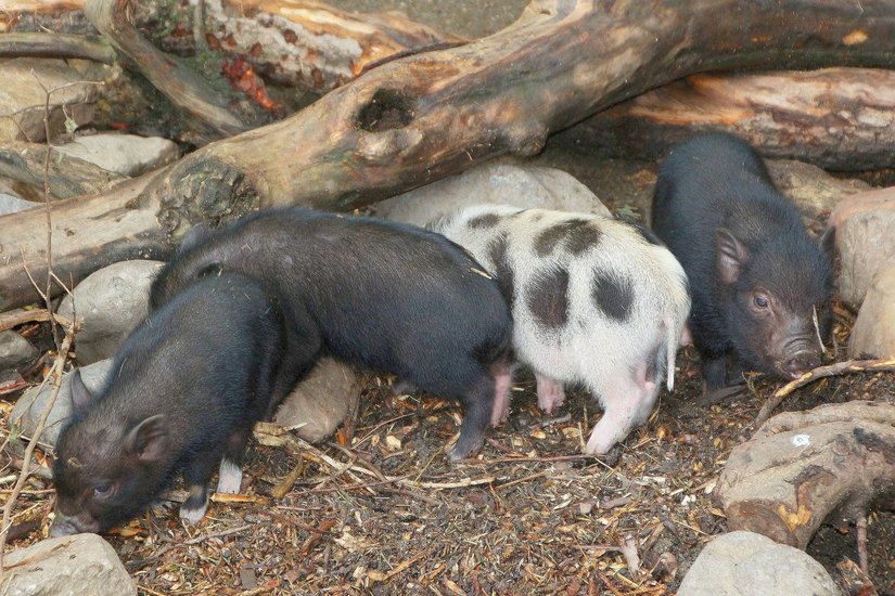 Die Minischweinchen Spirelli, Hörnchen, Schneckli und Sternchen finden es am Tollsten jeden Zentimeter ihres Geheges im Klostertierpark zu erschnüffeln. Foto: Farrar
