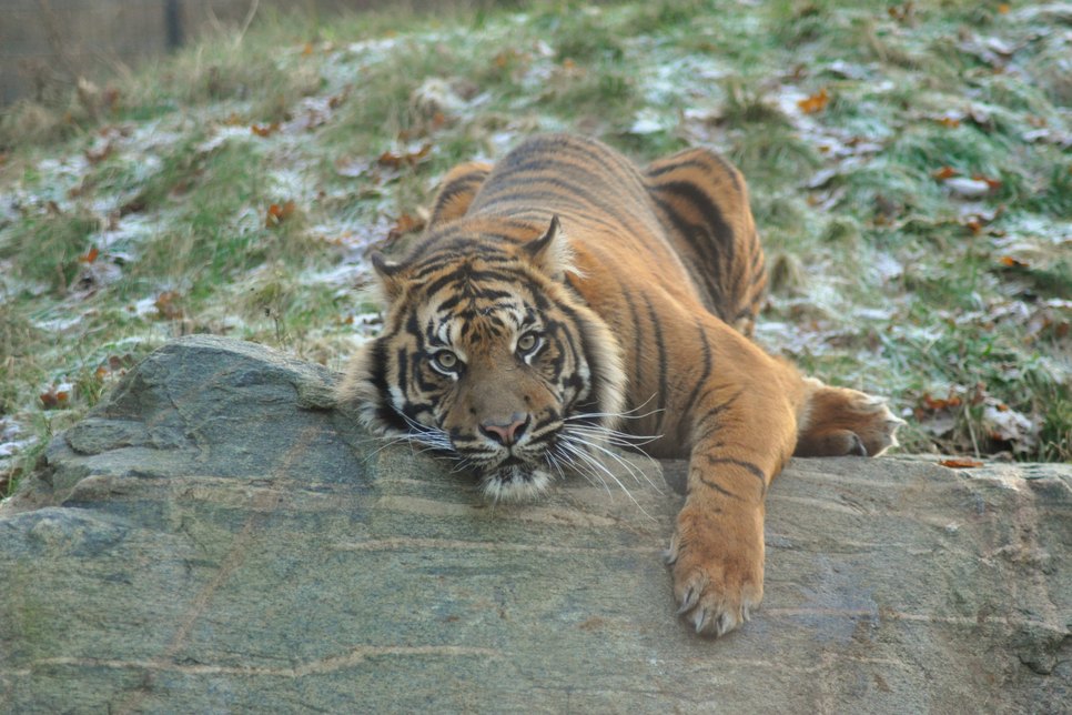 Mit dem überraschenden Tod von Sumatratiger „Masat“ gibt es im Tierpark Cottbus vorerst keine Tiger zu bestaunen. Foto: pm