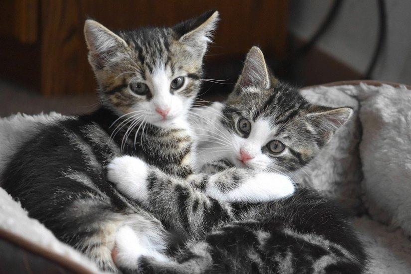 Katzenkinder sind zurzeit extrem gefragt, berichtet der Südbrandenburger Tierfreunde e.V. mit Sitz in Annahütte. Foto: Pixabay/Helga Kattinger