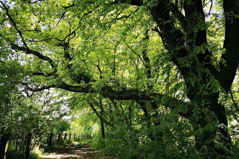Den Planetenweg am Schlosspark Sonnewalde rahmen herrliche alte Bäume ein. Zu jeder Jahreszeit machen die knorrigen Gebilde Eindruck.