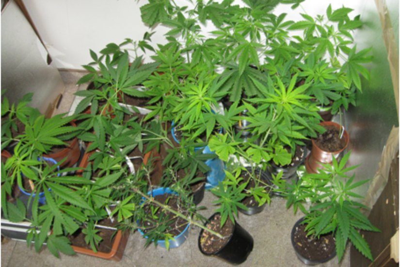 Einige der gefundenen Cannabispflanzen. Foto: Polizei