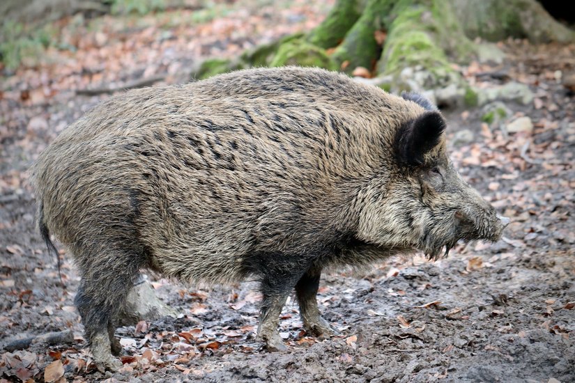 Die Afrikanische Schweinepest ist eine ansteckende Allgemeinerkrankung der Schweine (Haus- und Wildschweine), die fast immer tödlich verläuft und unheilbar ist. Für den Menschen und andere Tierarten ist die ASP nicht ansteckend oder gefährlich. Foto: Annette Meyer auf Pixabay