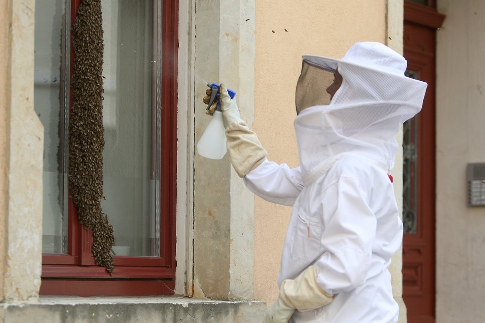 An der Schmiedestraße hatten die Bienen das Fenster eines Büros in Beschlag genommen. Fotos. D. Förster