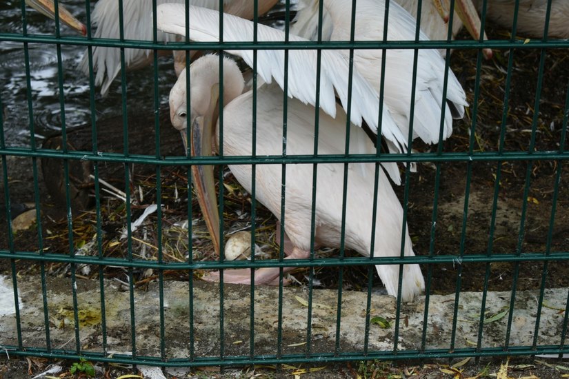Kleine Sensation: Brütender Pelikan im Dresdner Zoo. Foto: Schiller