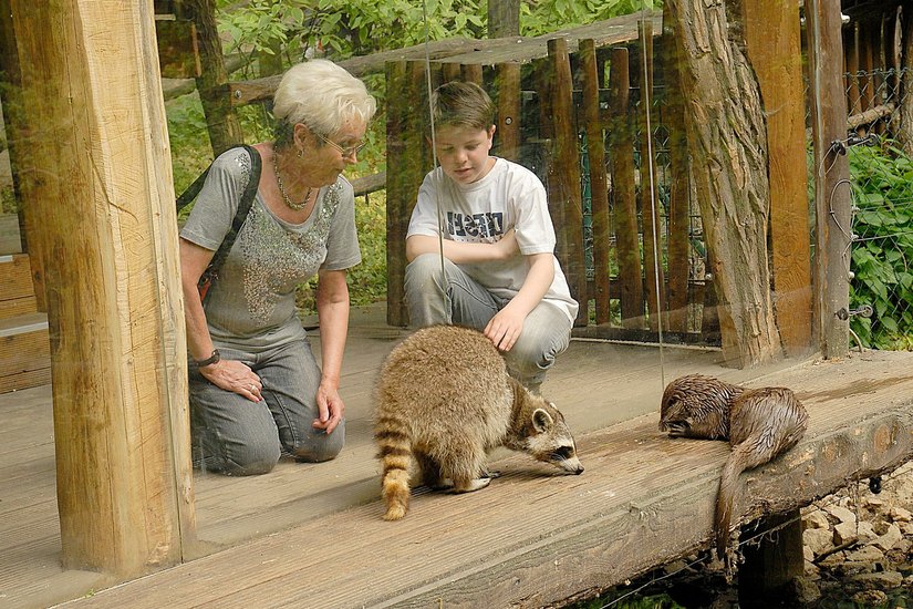Auge in Auge mit Waschbär und Otter – nur eine von vielen Möglichkeiten, Wildtiere im Görlitzer Tierpark hautnah zu erleben. Foto: www.zoo-goerlitz.de, C. Hammer