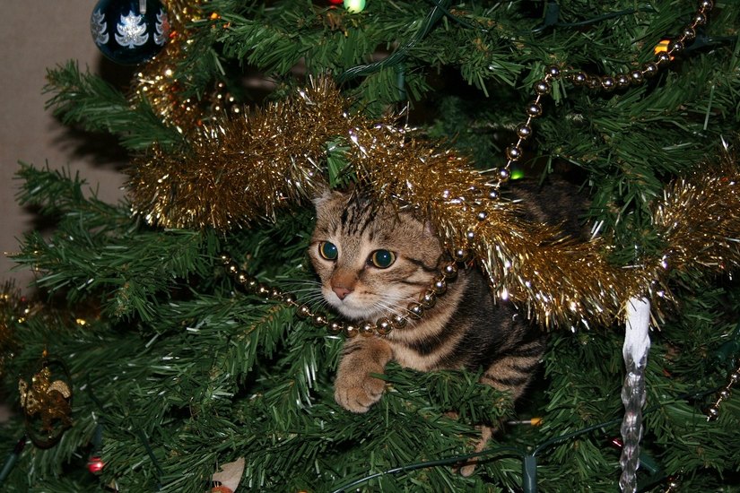 Ein Thema, das jedes Jahr aufkommt: Tiere gehören nicht unter den Weihnachtsbaum.