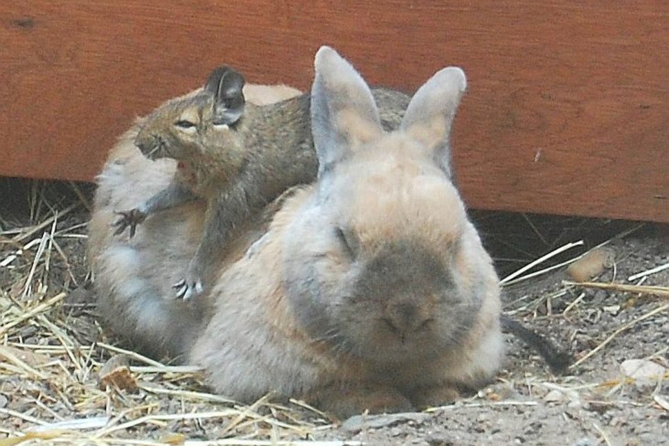 Hase und Wüstenrennmaus sind beste Freunde - selbst im Tiefschlaf... Foto: Farrar