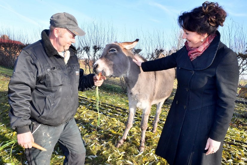 Esel Carlo erhält die volle Aufmerksamkeit von Bürgermeisterin Anja Heinrich und Vorarbeiter Frank Bildhoff. Foto: Veit Rösler