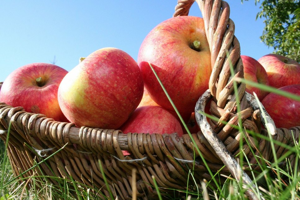 Erträge aus dem Garten wie etwa Äpfel können auch als Motiv zum Fotowettbewerb zum 1. Kreis-Erntefest des Landkreises Oberspreewald-Lausitz eingereicht werden.