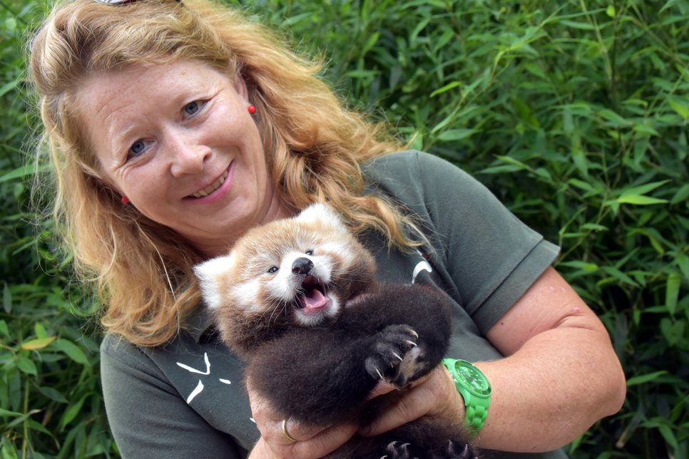 Curatorin Catrin Hammer mit sechs Wochen altem Pandajungtier „Upendra“. Fotos: Danilo Dittrich