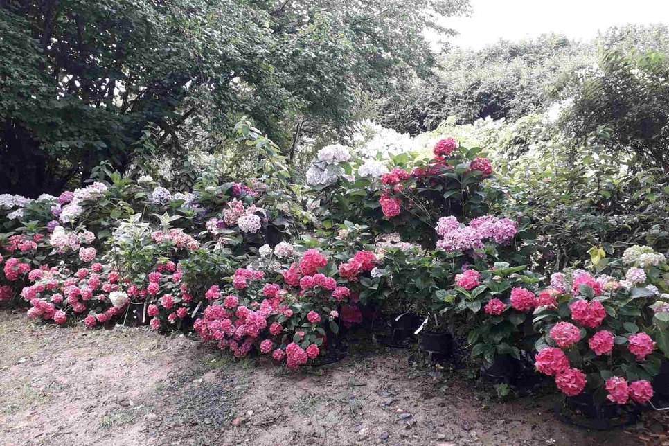 Üppig blühende Hortensienpflanzen im Park