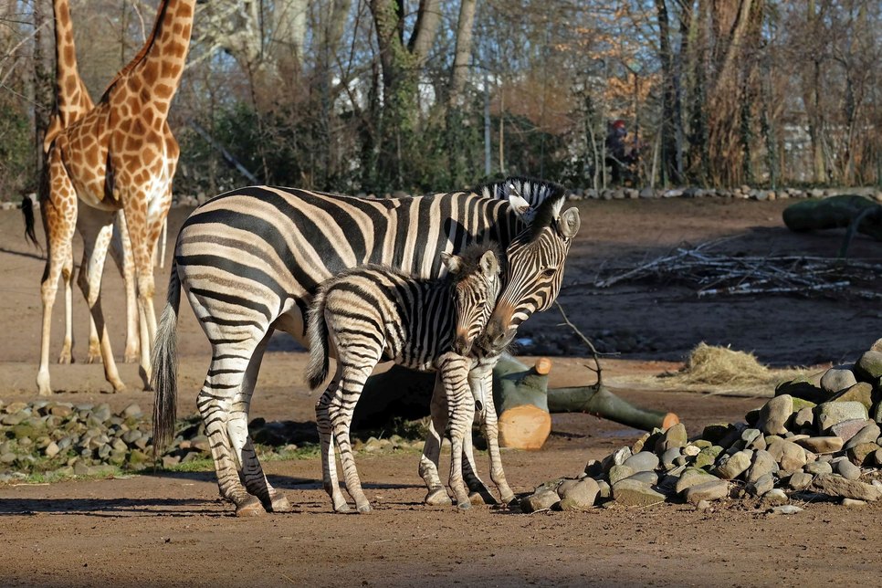 Zebranachwuchs Bahari mit Mutter Zyta. Fotos: Zoo Dresden / Anne Auerbach